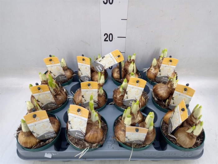 <h4>Narcissus DU 'Bridal Crown'</h4>