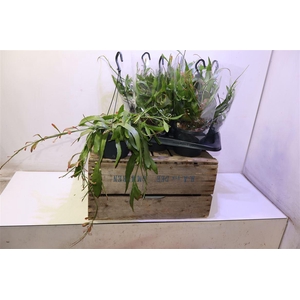 Pseudorhips Ramulosa