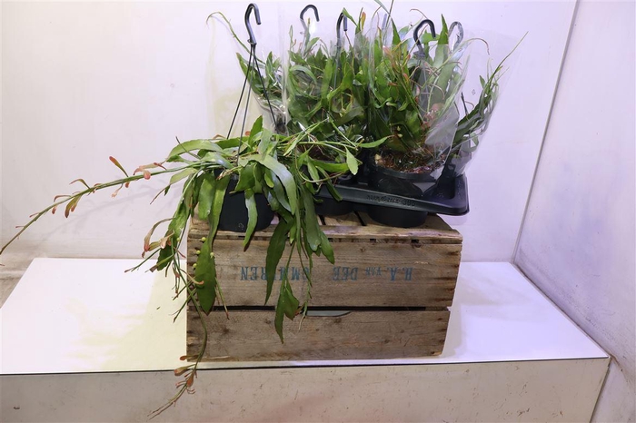 <h4>Pseudorhips Ramulosa</h4>