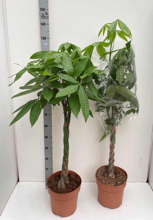 <h4>PACHIRA AQUATICA</h4>