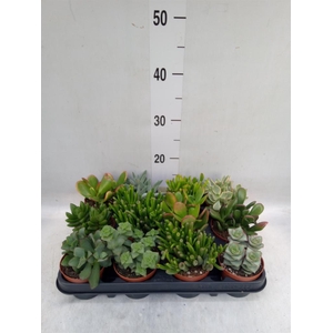 Crassula   ...mix