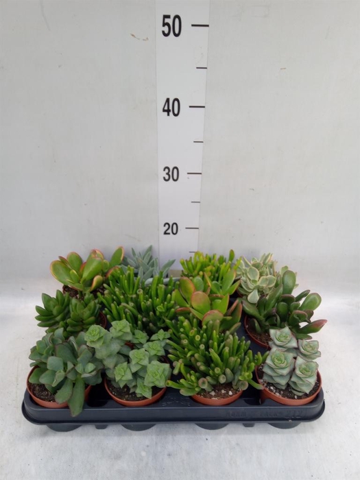 <h4>Crassula   ...mix</h4>