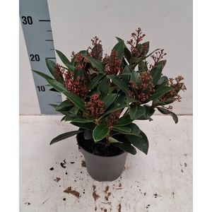 Rubella 13 cm 10-14 bloem