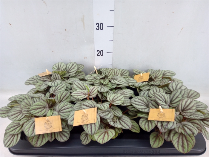 <h4>Peperomia</h4>