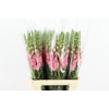 ANTIR POTOMAC PINK