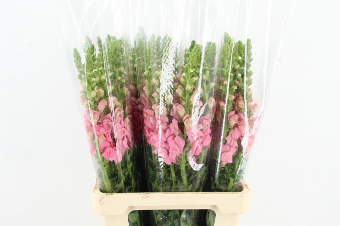 <h4>ANTIR POTOMAC PINK</h4>