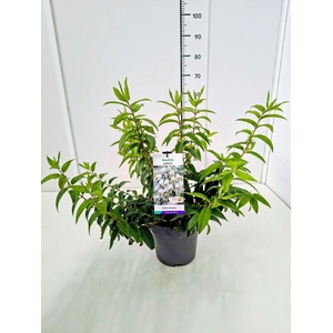 Deutzia