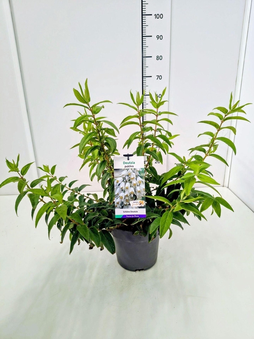 <h4>Deutzia</h4>