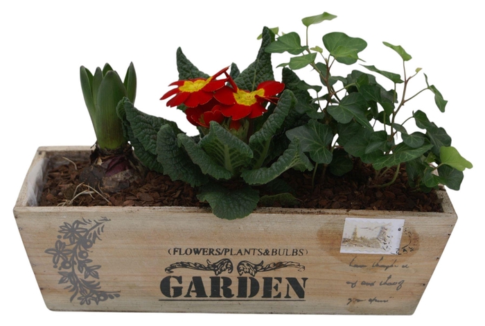 <h4>Primula kistje hedra hys 345</h4>