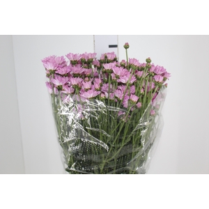 CRISANTEMO ROSE REAGAN 080 CM