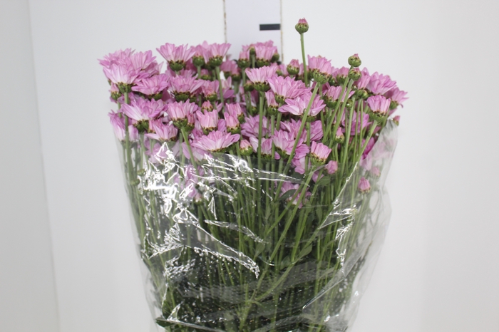 <h4>CRISANTEMO ROSE REAGAN 080 CM</h4>