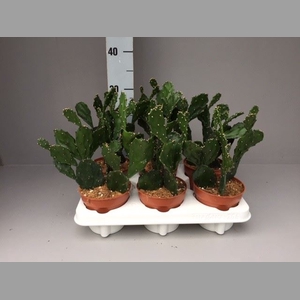 Opuntia