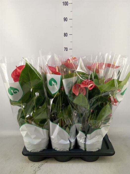 <h4>Anthurium andr. 'Madural'</h4>