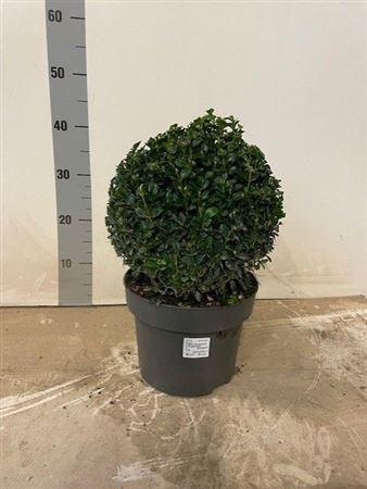 Buxu Sempervirens