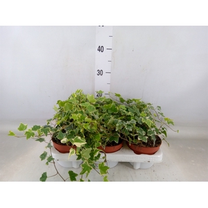 Hedera helix 'Eva'