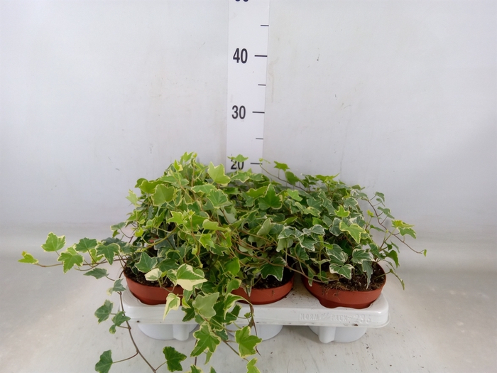<h4>Hedera helix 'Eva'</h4>