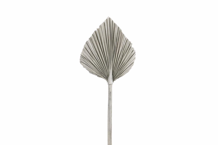 <h4>Dried Palm King Spear Xl W45 Frosted</h4>