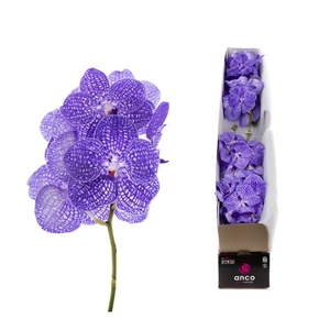 VANDA KAN INDIGO