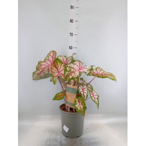 Caladium   ...