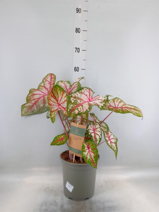 <h4>Caladium   ...</h4>