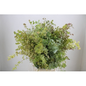 Euca Stuartiana Autumn P Bunch