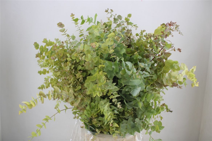 <h4>Euca Stuartiana Autumn P Bunch</h4>