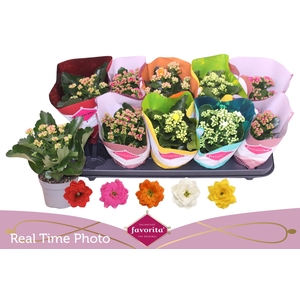 KAL GE PERF GEM 5 KL