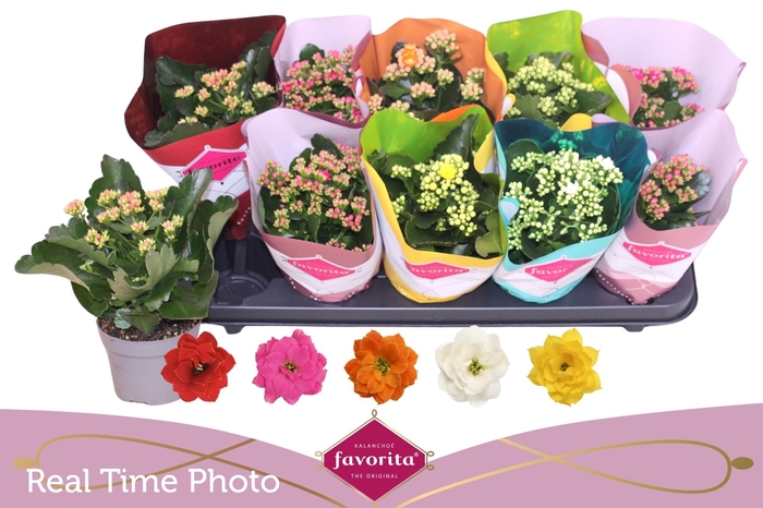 <h4>KAL GE PERF GEM 5 KL</h4>