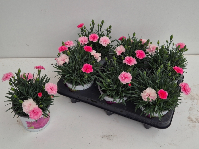 <h4>DIAN I LOVE U</h4>