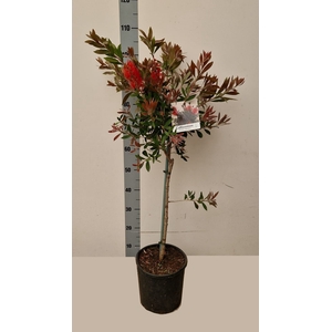 CALLIS CI SPLENDENS