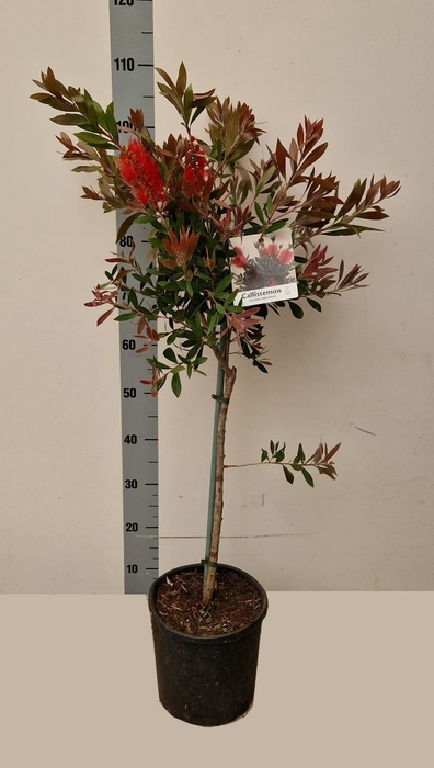 <h4>CALLIS CI SPLENDENS</h4>