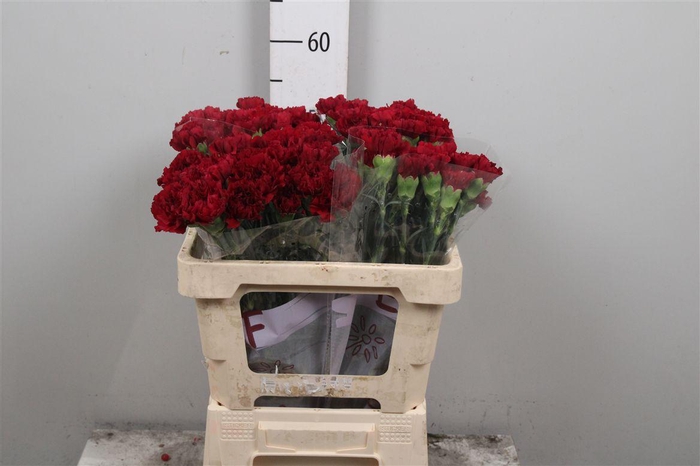 <h4>Di St Zurigo</h4>