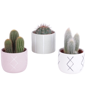 Cactus mix 10,5 cm in tuvalu pot