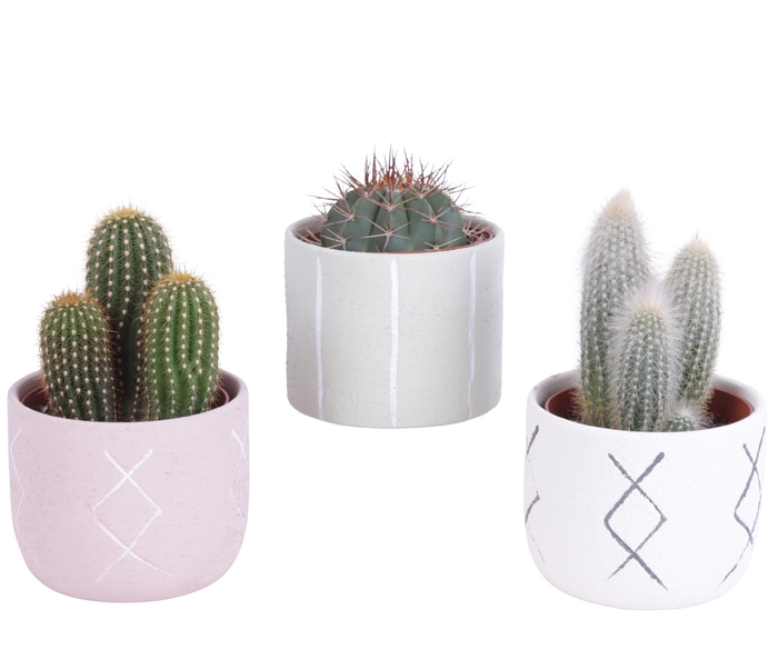 <h4>Cactus mix 10,5 cm in tuvalu pot</h4>