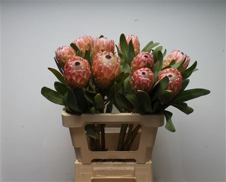 Protea Susara