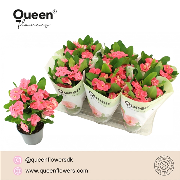 <h4>Euphorbia (Milii Grp) 'Charlotte'</h4>