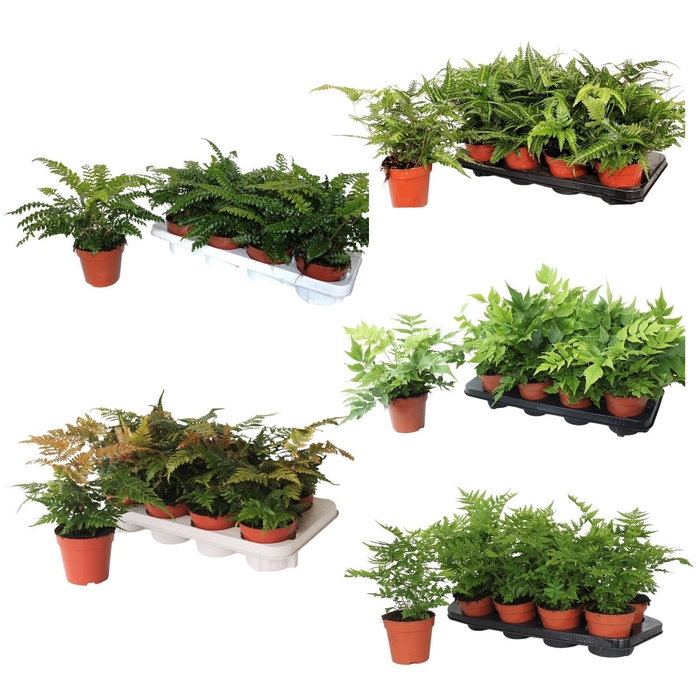 <h4>Buitenvarens Divers - 4 a 5 soorten per laag</h4>