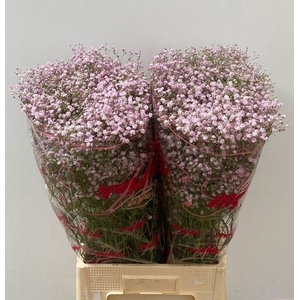 GYPS PA MY PINK Enk. verdroogde knop