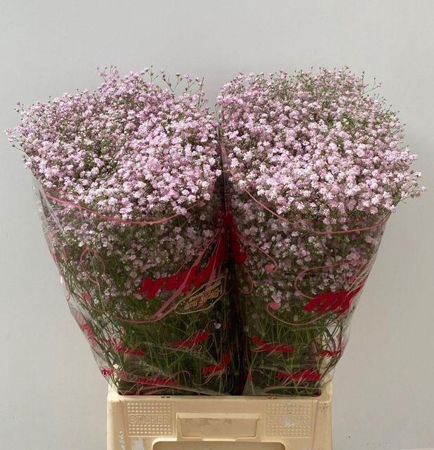 <h4>GYPS PA MY PINK Enk. verdroogde knop</h4>