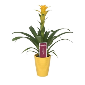 Guzmania 'Desire' in geel ribbelkeramiek