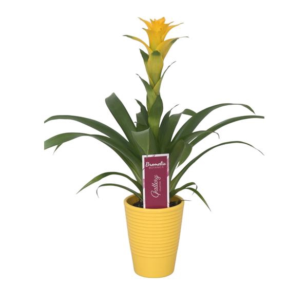 <h4>Guzmania 'Desire' in geel ribbelkeramiek</h4>