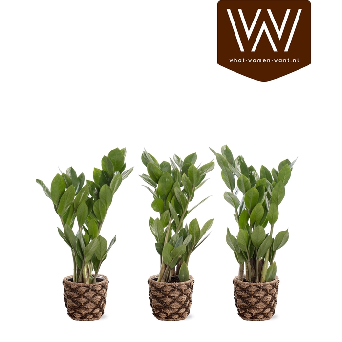 <h4>ZAMIO ZAMIIFOLIA</h4>