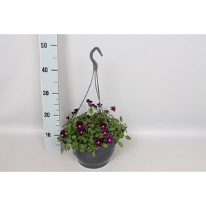 Hangpot 23 cm Viola cornuta Pure Violet