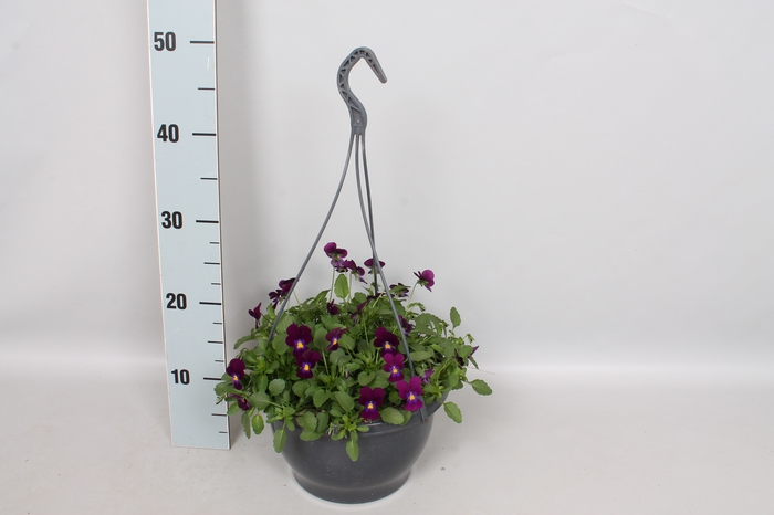 Hangpot 23 cm Viola cornuta Pure Violet