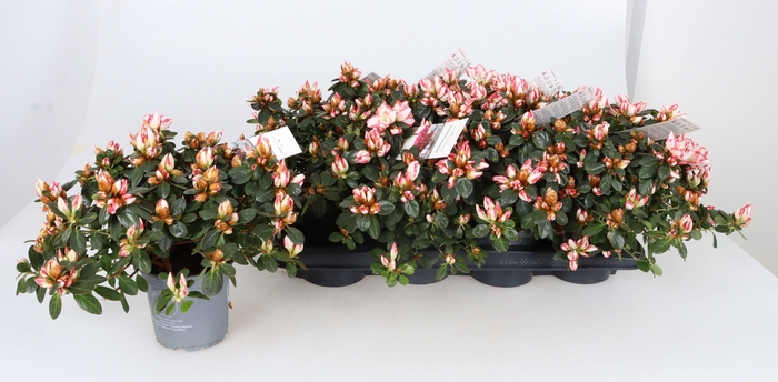 <h4>RHODO SI ROTE SACHS</h4>