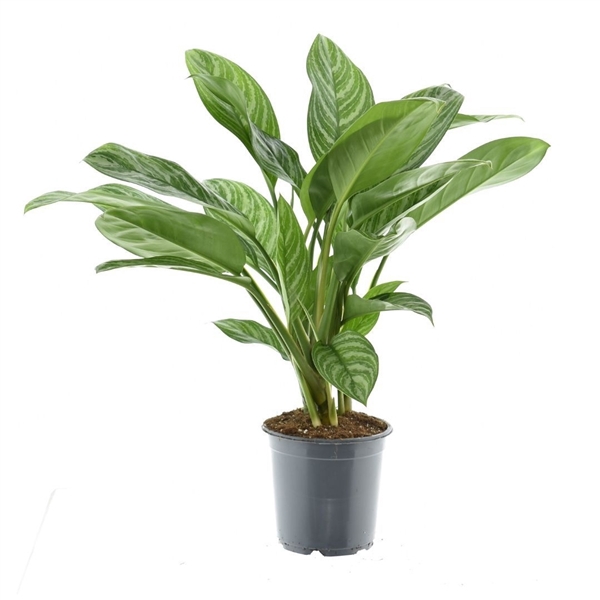 <h4>Aglaonema Stripes</h4>