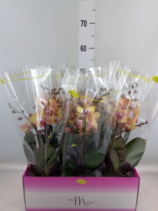 <h4>Phalaenopsis   ...yellow</h4>