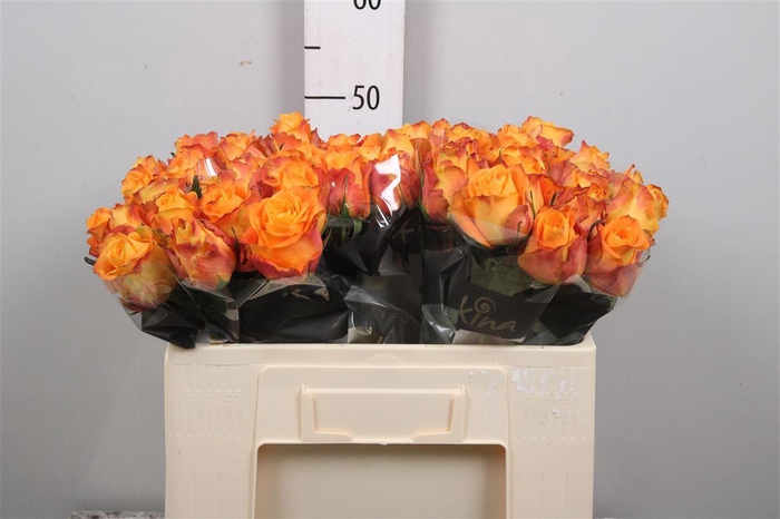 <h4>R Gr Malaga</h4>