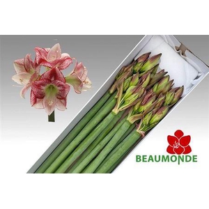 Hipp Ga Flamenco Queen