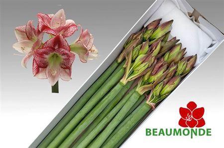 <h4>Hipp Ga Flamenco Queen</h4>